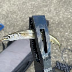 サヨリが入れ食い&安定の夜グレ