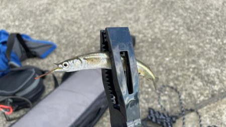 サヨリが入れ食い&安定の夜グレ