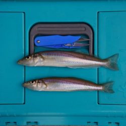 初秋のキス釣り