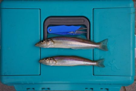 初秋のキス釣り