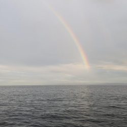 台風後渋い太刀魚