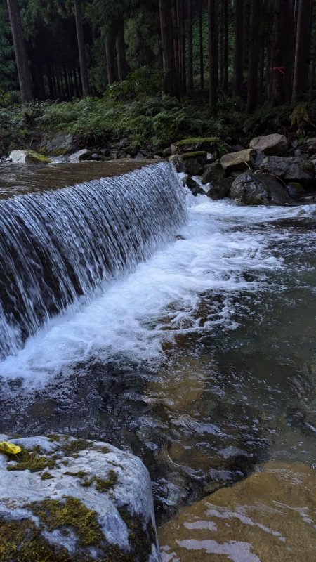 増水激流で反応鈍い