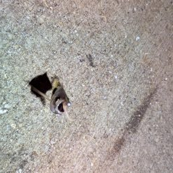 風を避けて何とかアジング