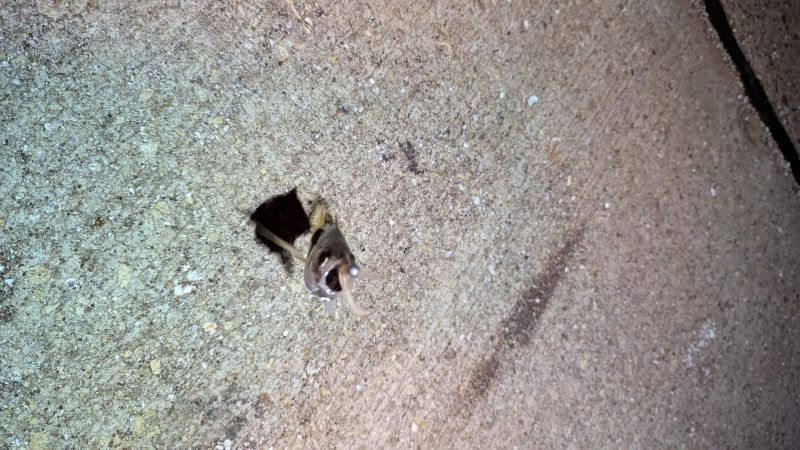 風を避けて何とかアジング