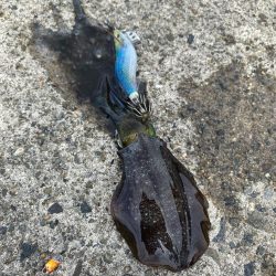 近場でエギング