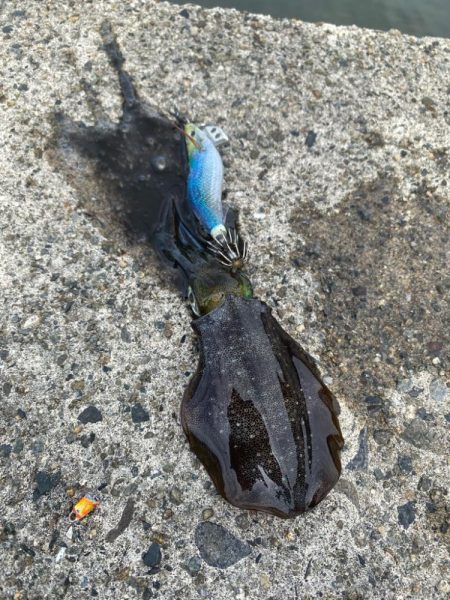 近場でエギング