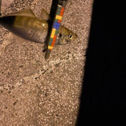 今日のアジさんは?