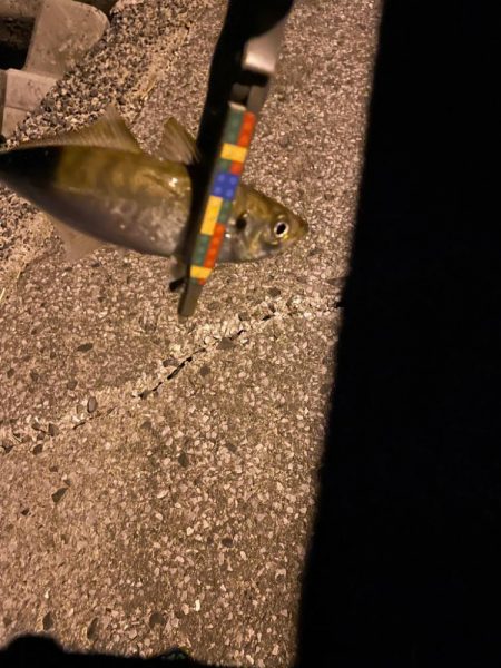 今日のアジさんは?