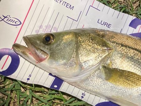 ナイトシーバスフィッシング