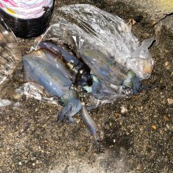 アオリの3日連続二桁