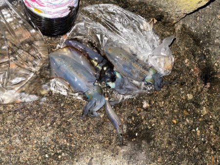 アオリの3日連続二桁