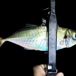 久しぶりのアジ！