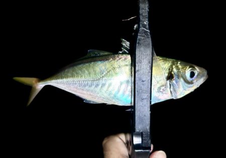 久しぶりのアジ！