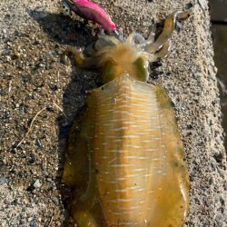 3日連続獄暑調査!