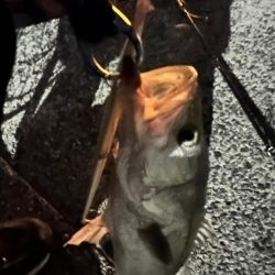 激戦区旧江戸川河口に挑んだっ!