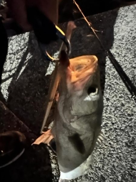 激戦区旧江戸川河口に挑んだっ!