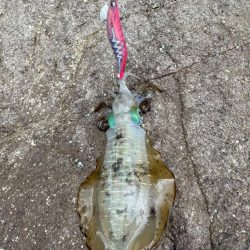 本格的にシーズンイン