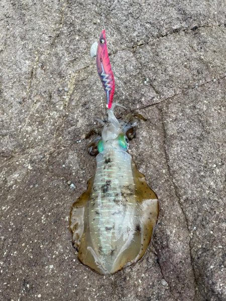 本格的にシーズンイン