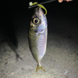 深夜アジング!