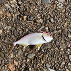 ライトショアジギング楽しい!