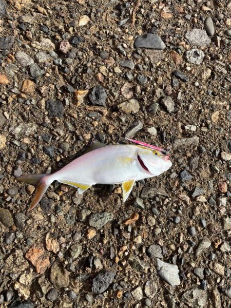 ライトショアジギング楽しい!