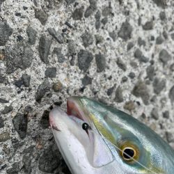 マイクロベイト？