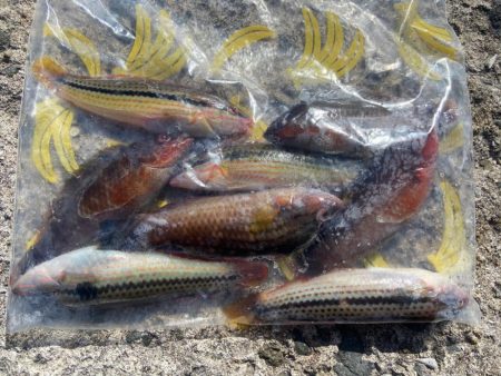 シロギスタ:まだ早い