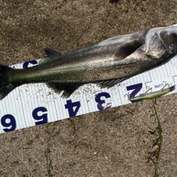 サスケ真裂波はいいぞ!