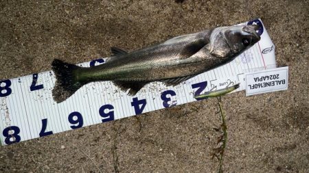 サスケ真裂波はいいぞ!