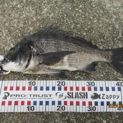 チヌトップ最盛期！