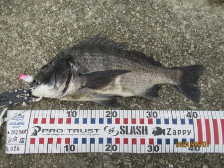 チヌトップ最盛期！