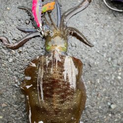 今週も新子調査!