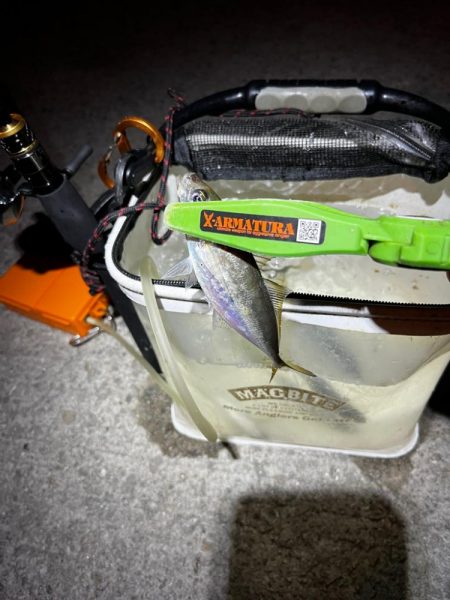 射抜で豆アジの心を射抜く🐟