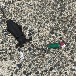 台風来る前に桃さんと