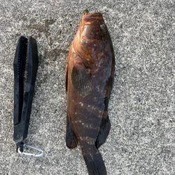 珍客アコウ釣れました!