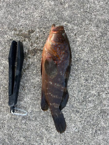 珍客アコウ釣れました!