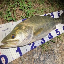 ナイトシーバスフィッシング