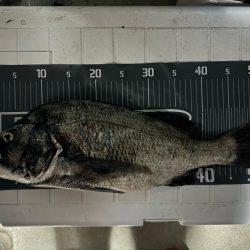 チニングでまさかの年無し！そしてアオリイカも