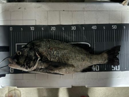 チニングでまさかの年無し！そしてアオリイカも