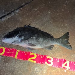 秋のチニングは絶好調!