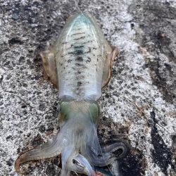 秋イカ食いたかったから!