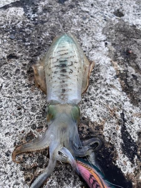 秋イカ食いたかったから!