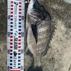 チヌトップはいつまで?