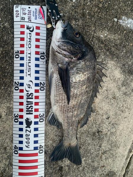 チヌトップはいつまで?