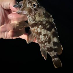 久しぶりのライトワインド