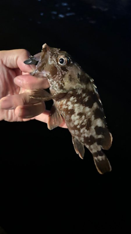 久しぶりのライトワインド