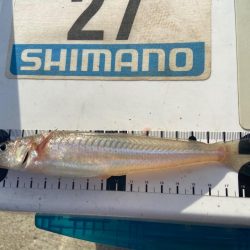 シロギスタ:台風一過の晩夏の釣果