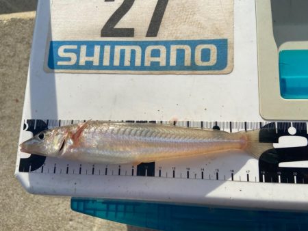 シロギスタ:台風一過の晩夏の釣果