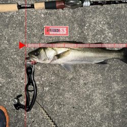 この時期特有のベイトパターンに合わせると無限バイトから怒涛の19キャッチ!