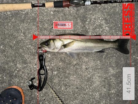 この時期特有のベイトパターンに合わせると無…